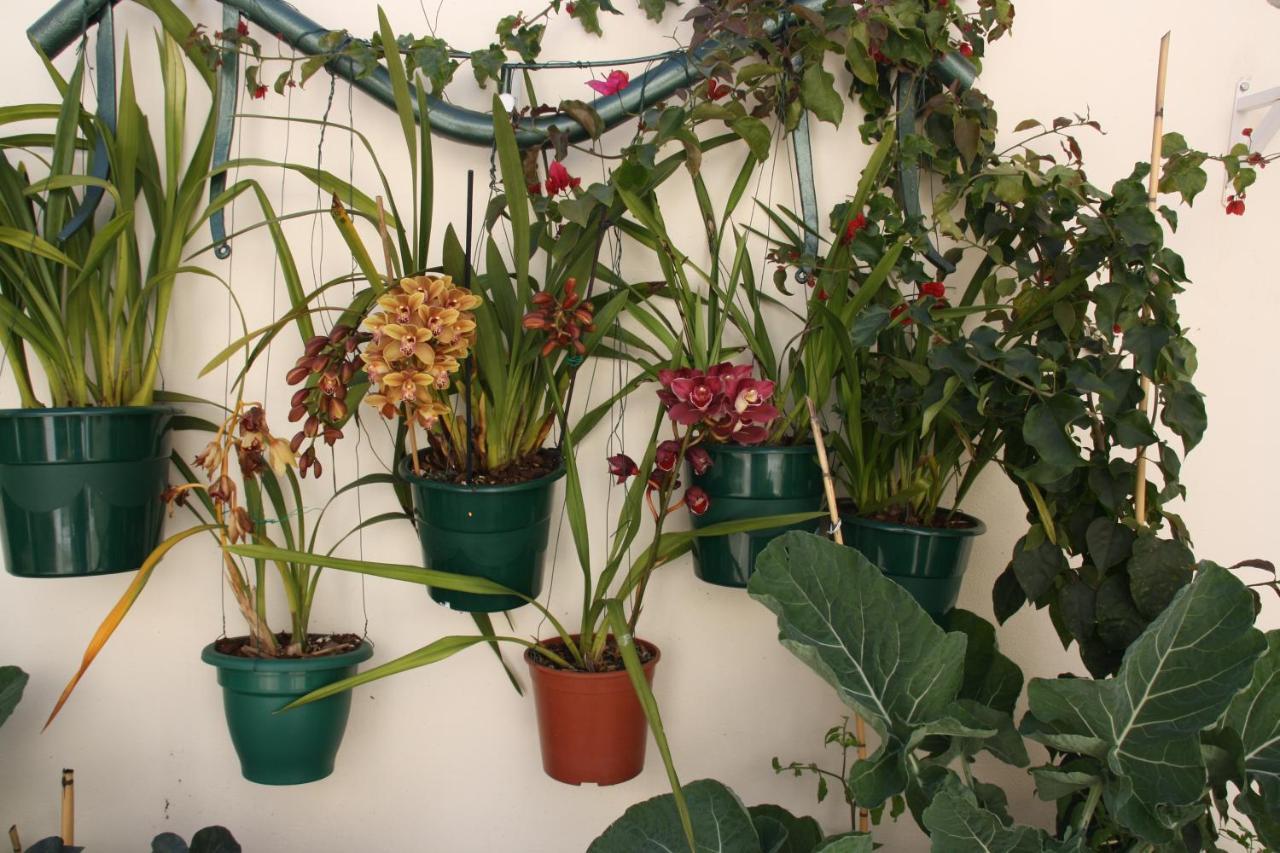 빌라레알데산토안토니오 House Of Orchids With Patio 아파트 외부 사진